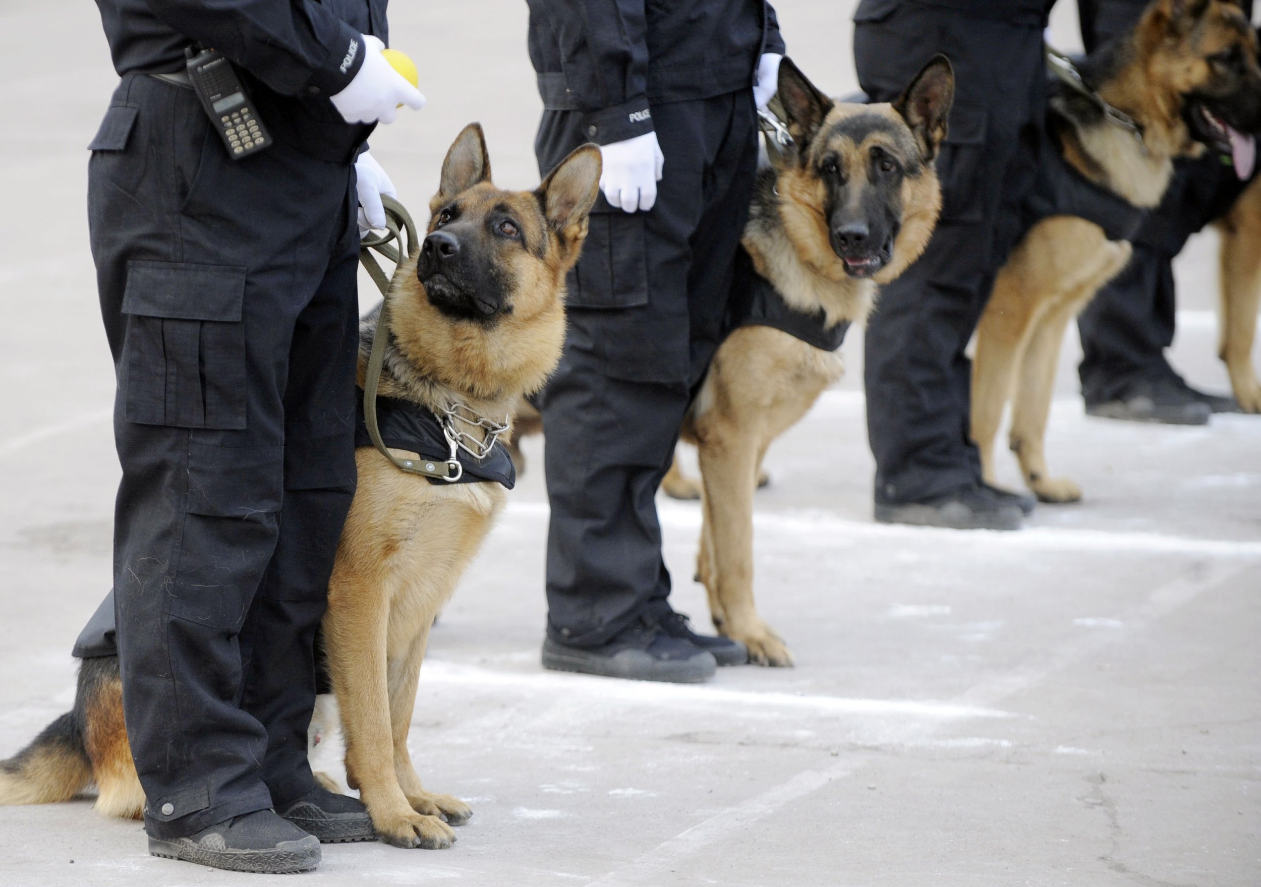 Розыскные собаки полиция