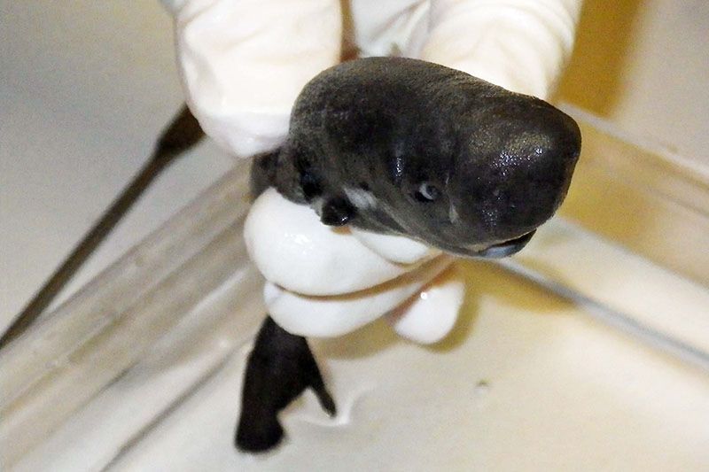 Mysterious Sea Shark With Bulging Eyes And Bizarre Teeth Baffles