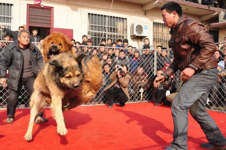 dog-fighting-shanxi-2