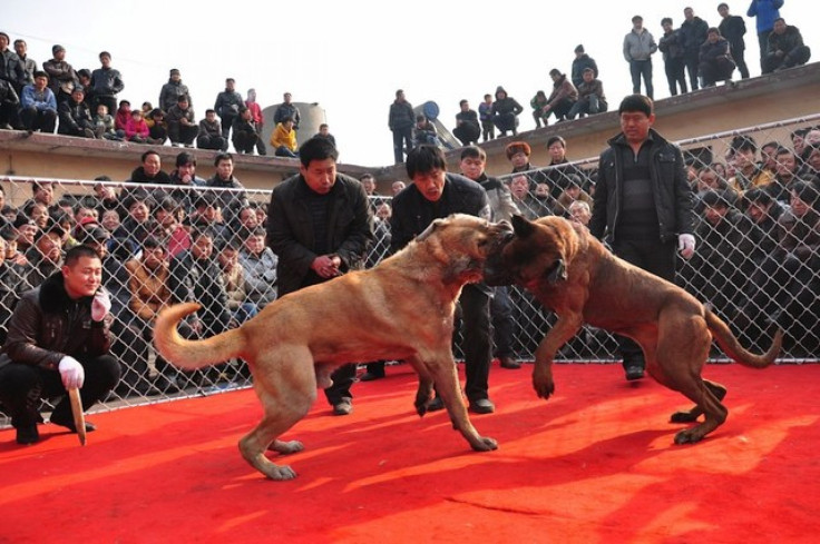 dog-fighting-shanxi-3