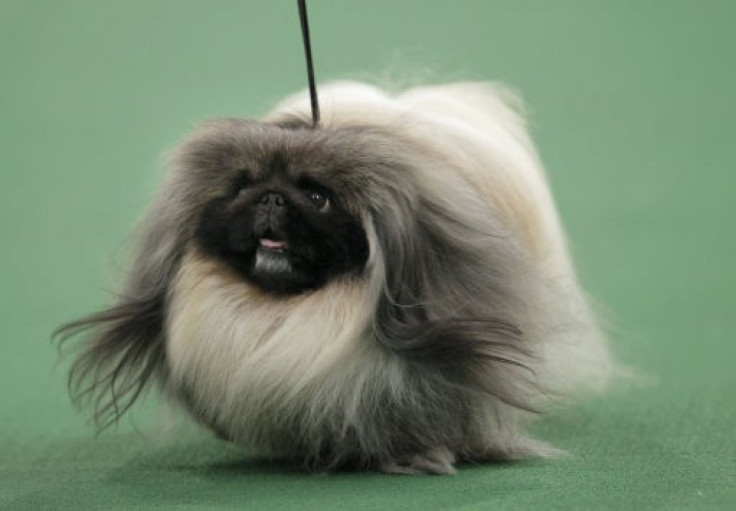 A Pekingese named Malachy