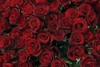 Red roses are pictured in a flower shop the day before Valentine&#039;s day in Vienna February 13, 2012.