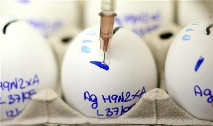 A scientist checks eggs for bird flu at the Zooprophylactic Institute near the northern Italian city of Padua December 12, 2005.