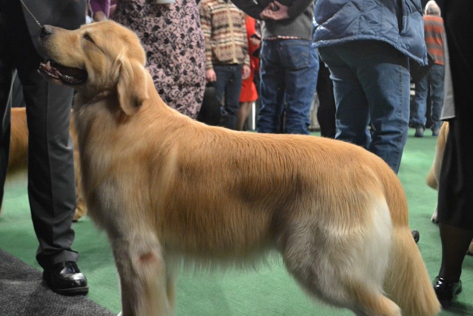 Westminster Dog Show 2012 Best of Golden Retrievers, Great Danes