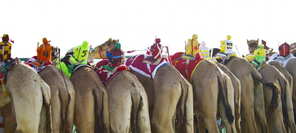 Robot Jockeys in Camel Race