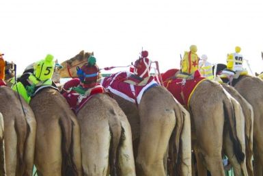 Robot Jockeys in Camel Race