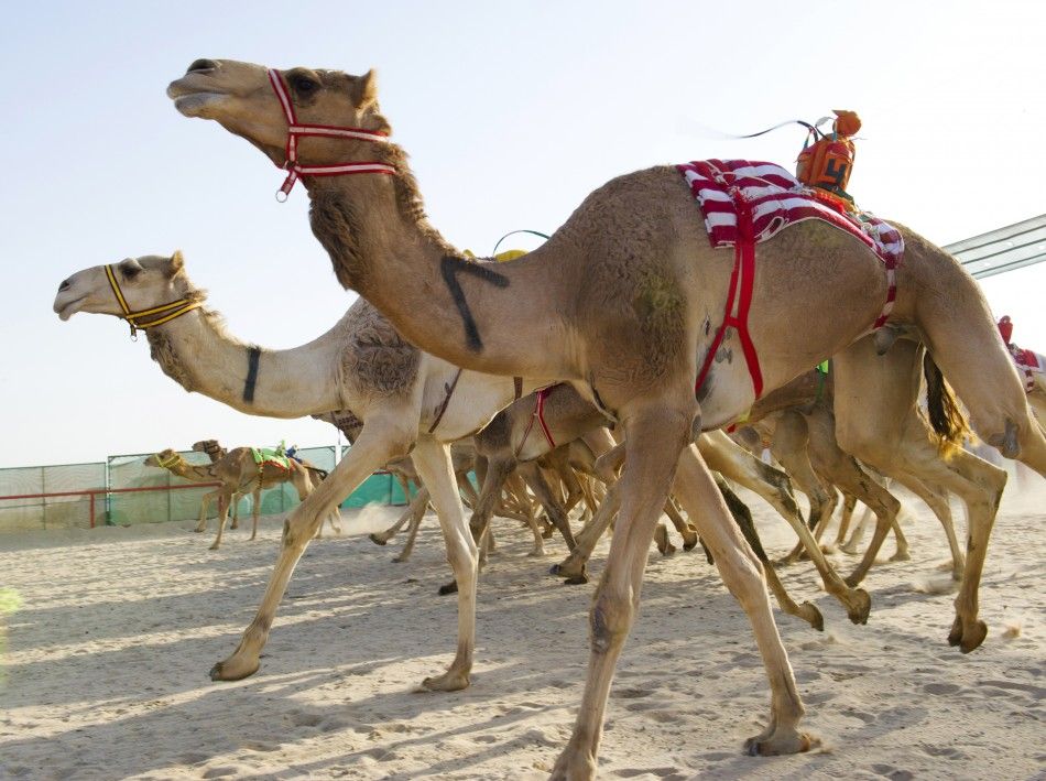 Robot Jockeys in Camel Race