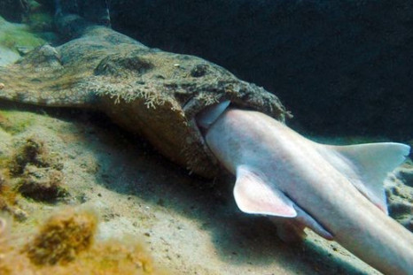 Wobbegong Shark Eating: Rare Glimpse of Shark Eating Shark
