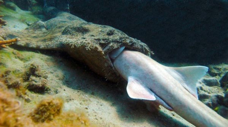 Wobbegong Shark Eating: Rare Glimpse of Shark Eating Shark