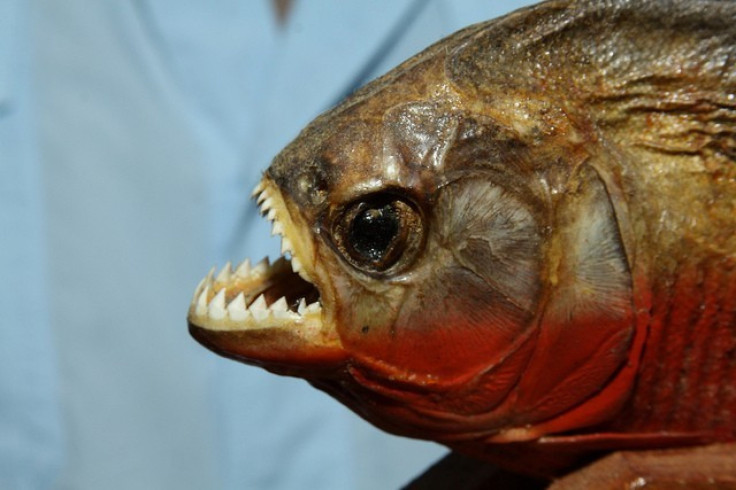 Piranha