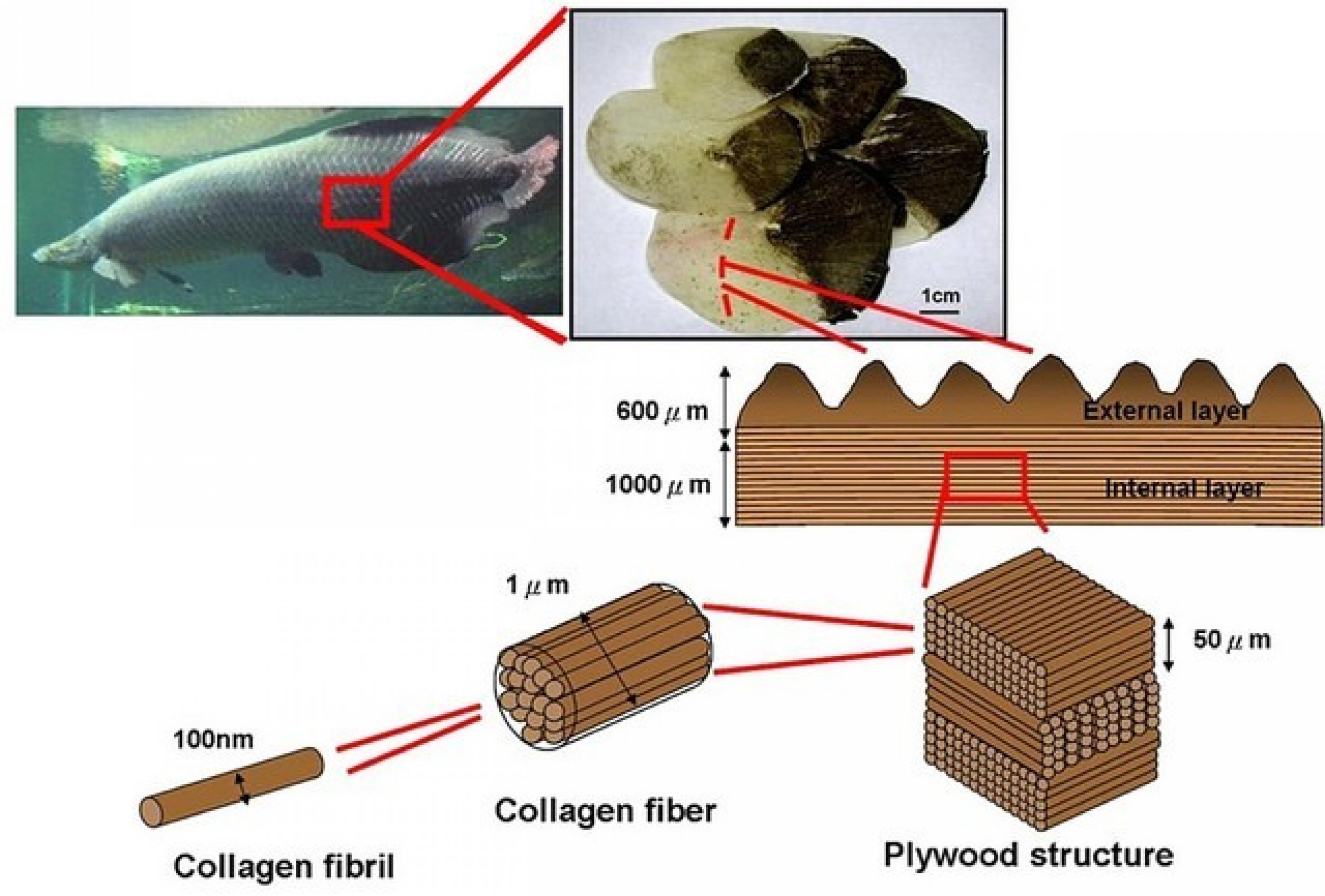 Arapaima Scales Structure