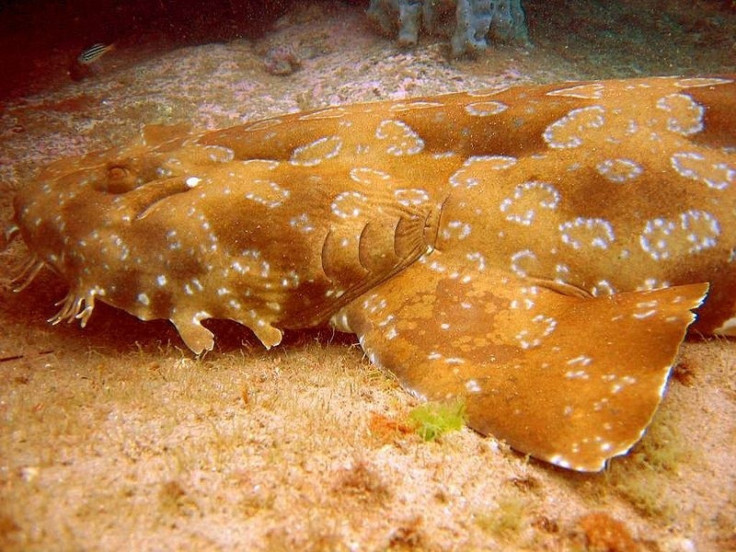 Wobbegong