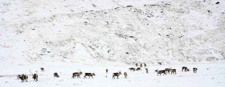 Reindeer Herd, South Georgia Island