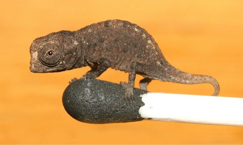 Worlds Smallest Chameleon
