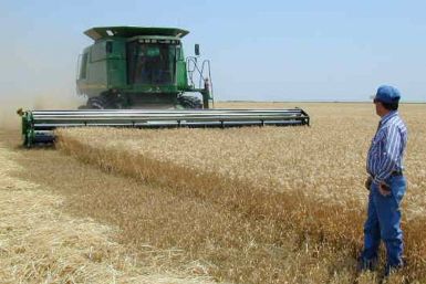 U.S. wheat farm
