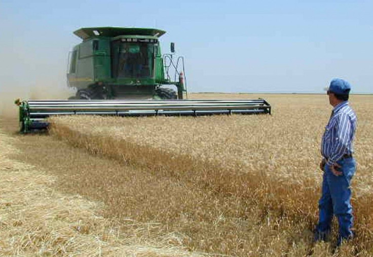 U.S. wheat farm