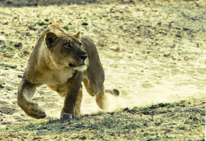 Zambia lion