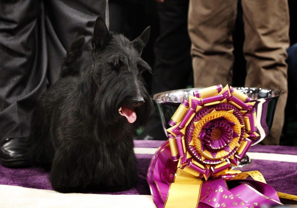 2010 Best in Show Scottish Terrier