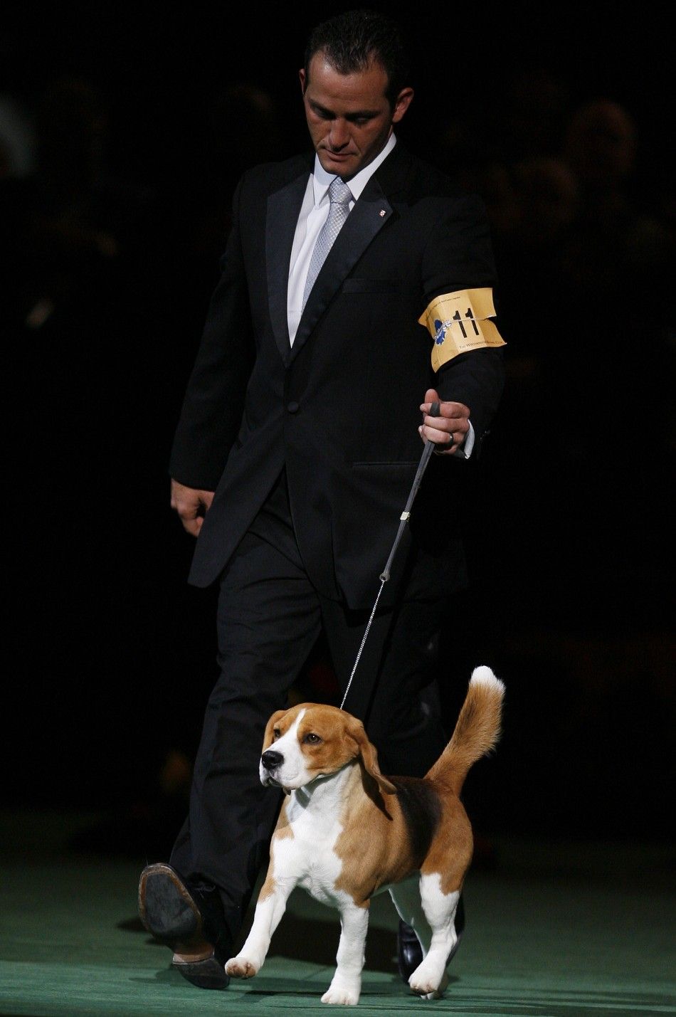 2008 Best in Show 15-Inch Beagle 