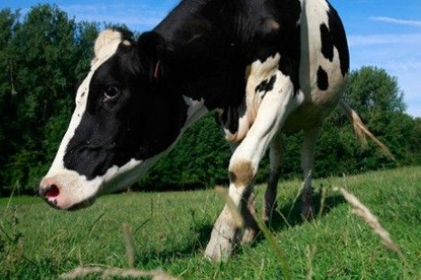 New Zealand Court Blocks Sale of Dairy Farms to Chinese Investors