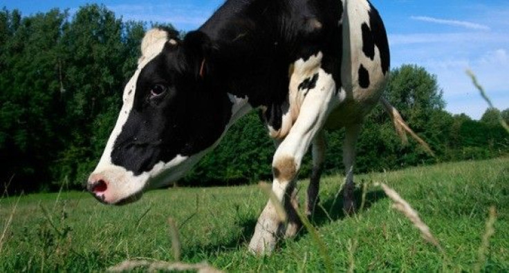 New Zealand Court Blocks Sale of Dairy Farms to Chinese Investors