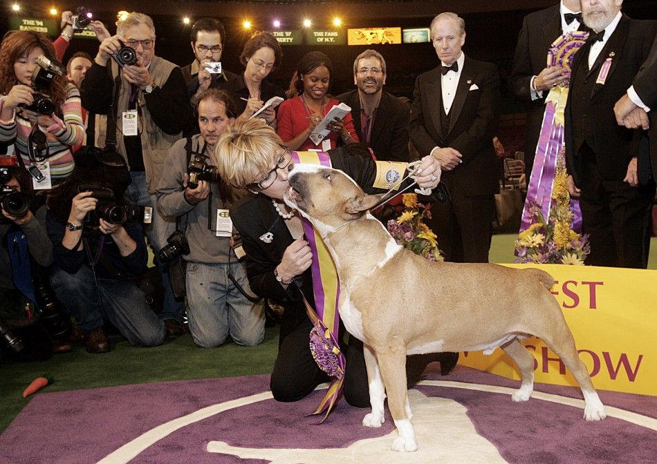 2006 Best in Show Colored Bull Terrier