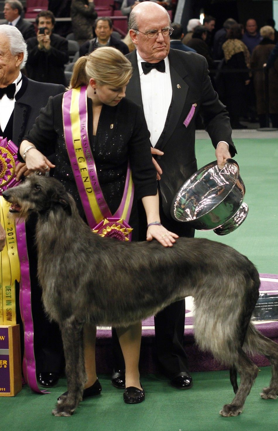 2011 Best in Show Scottish Deerhound