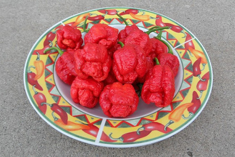 World’s Hottest Pepper: Just How Hot is the Trinidad Moruga Scorpion?