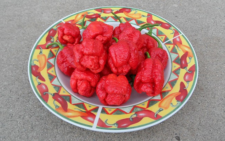 World’s Hottest Pepper: Just How Hot is the Trinidad Moruga Scorpion?