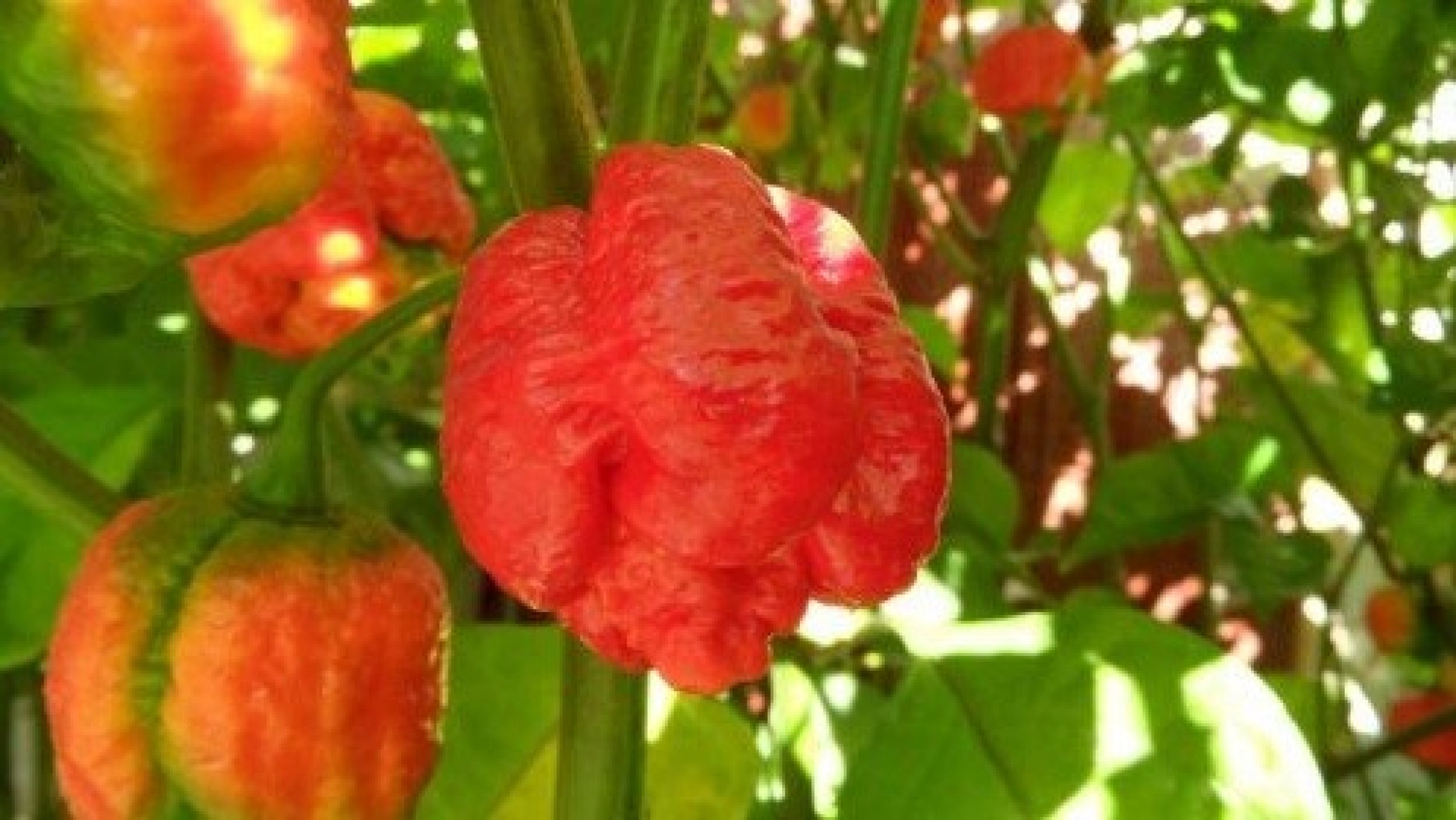 Trinidad Moruga Scorpion World S Hottest Pepper Tops M Scoville Heat Units Ibtimes