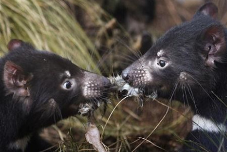 A pair of Tasmanian Devils tussles for a piece of rabbit in a new breeding centre at Sydney&#039;s Taronga Zoo June 30, 2010.