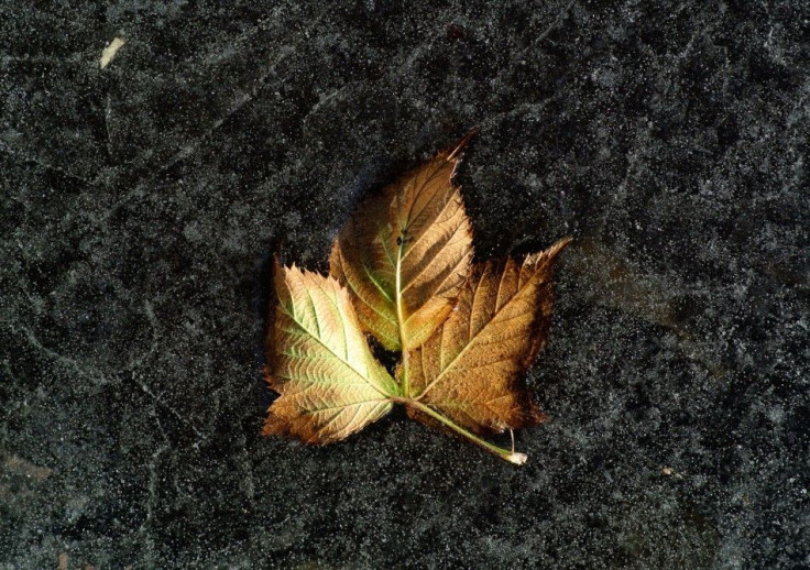 Ancient Plants Brought Back to Life after 30000 Frozen Years