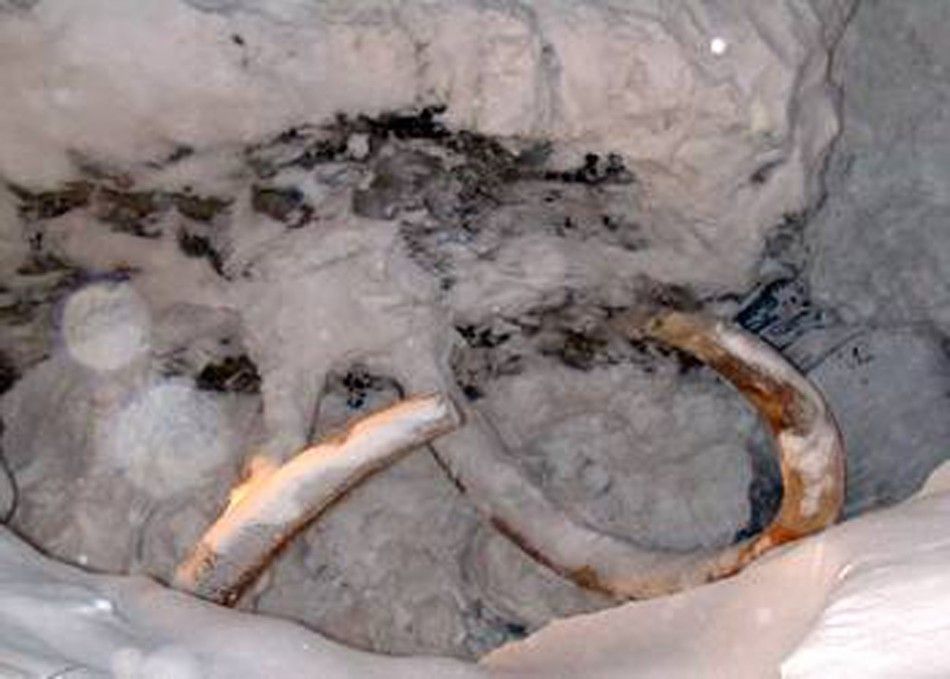 UNEARTHED FROZEN WOOLY MAMMOTH AT JARKOV MAMMOTH SITE IN SIBERIA.