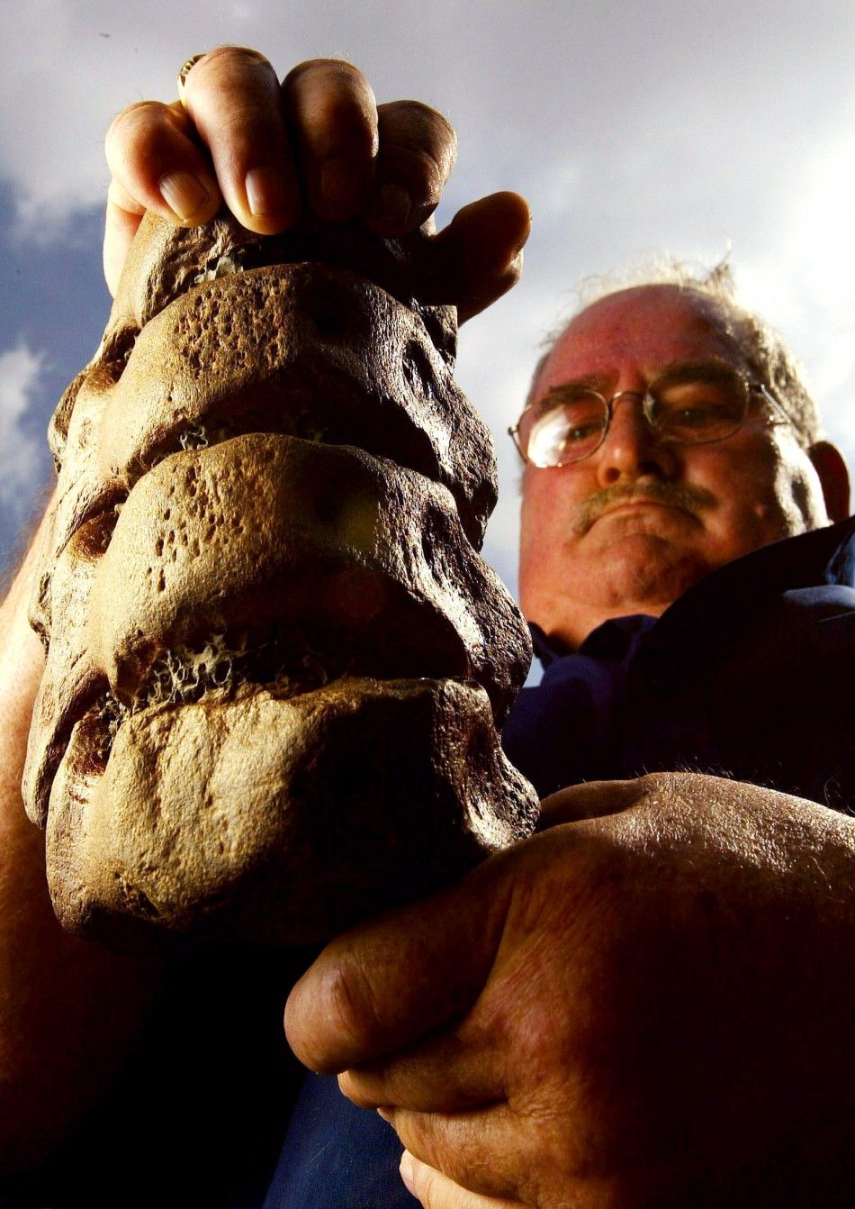 Gerald McSorley holds up a Jurassic fossil, clearly showing four prefectly preserved vertebrae,