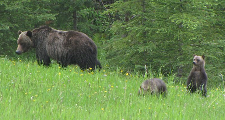 grizzly bears