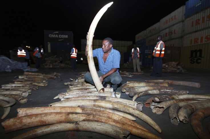 Elephant Tusks