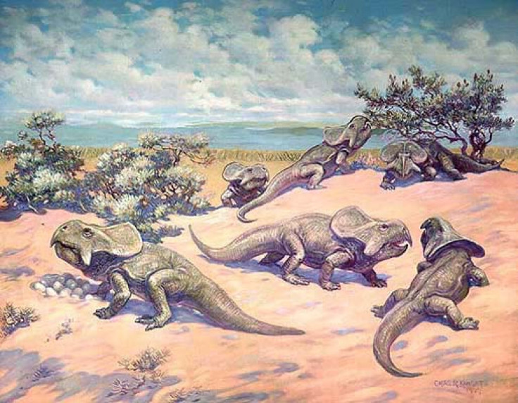 protoceratops_old