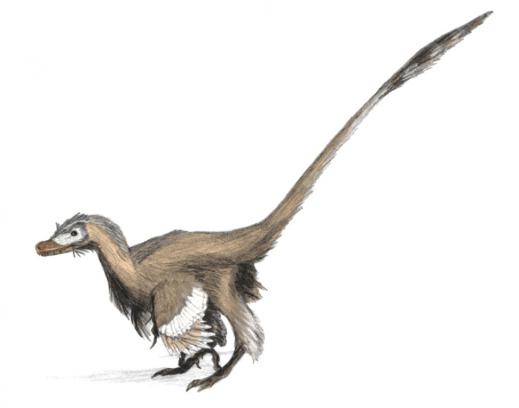 velociraptor_new