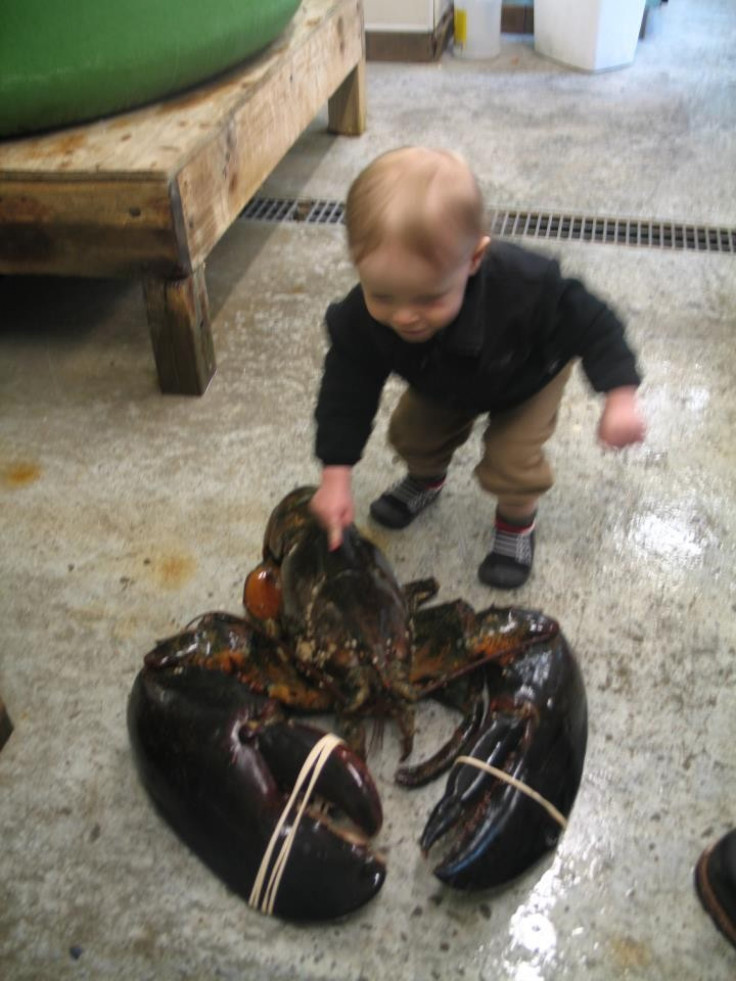 27-Pound Lobster
