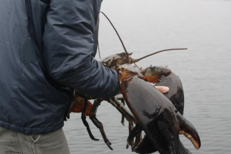 27-Pound Lobster