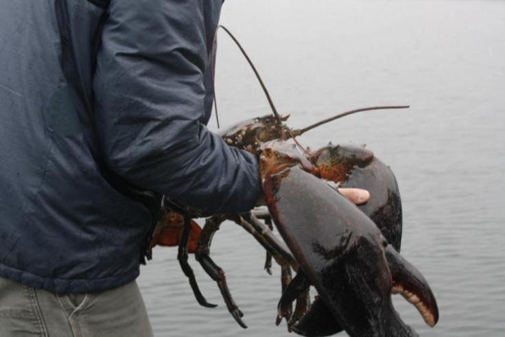 27-Pound Lobster