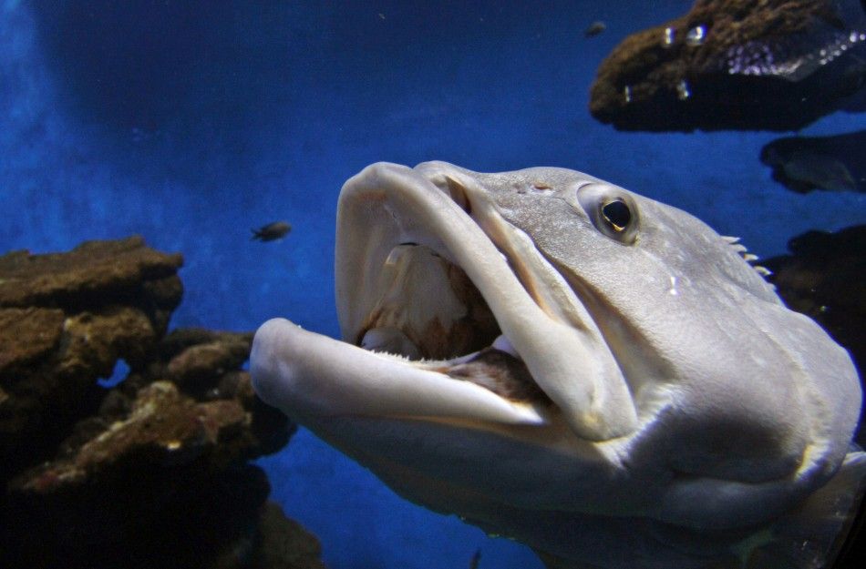 A Mediterranean Grouper fish swims inside a tank in Palma Aquarium in Mallorca