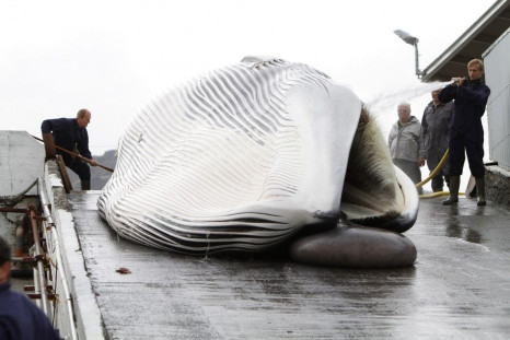 Workers tow a fin whale up a ramp to a processing plant at the Hvalfjordur whaling station, about 70 km north of Reykjavik