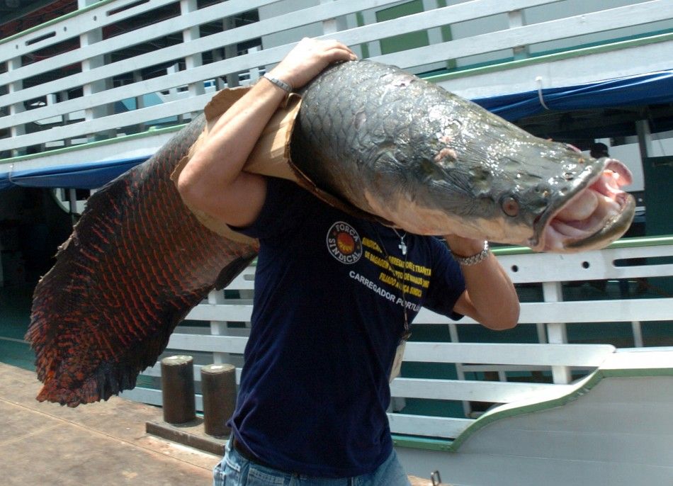 Port worker carries pirarucu, largest freshwater fish in South America, after they confiscated fish from poachers in Manaus