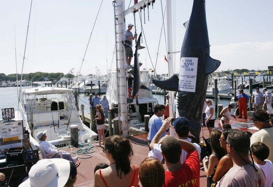 A shark is weighed during the Star Island Yacht Club shark tournament in Montauk, New York
