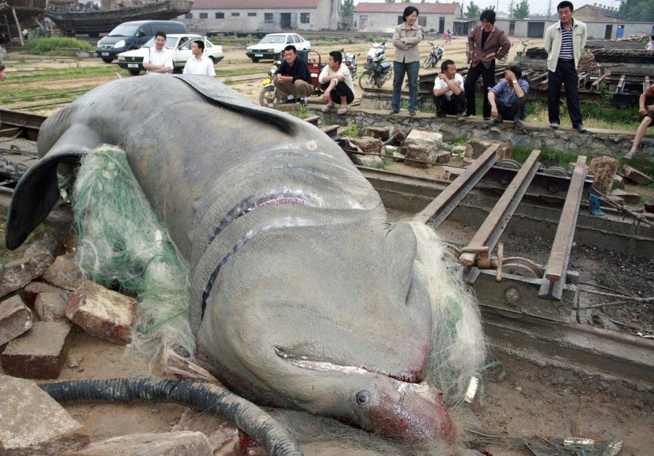 A five-tonne shark is seen after being caught by fishermen on the outskirts of Lianyungang