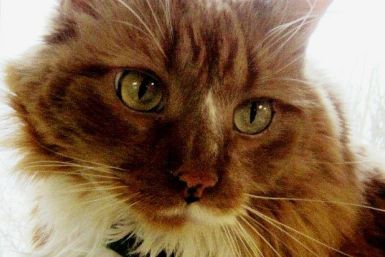 Pudding The Fat Cat Saves Wisconsin Woman's Life Hours After Being Adopted