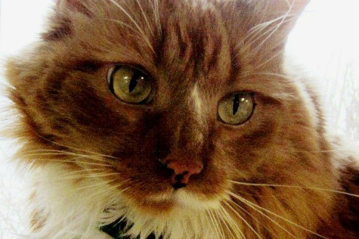 Pudding The Fat Cat Saves Wisconsin Woman's Life Hours After Being Adopted