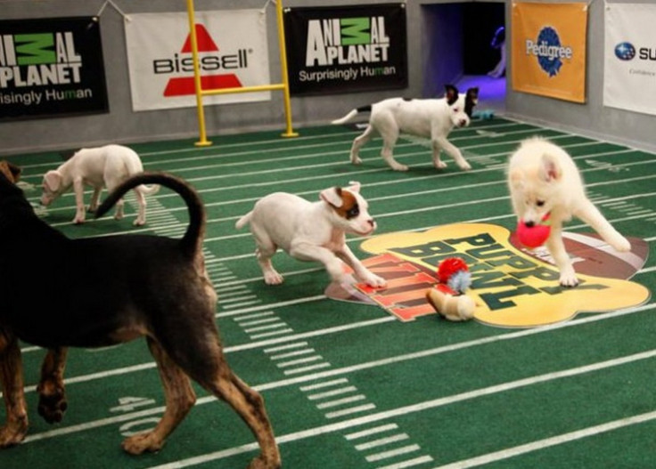 Puppy Bowl 2013