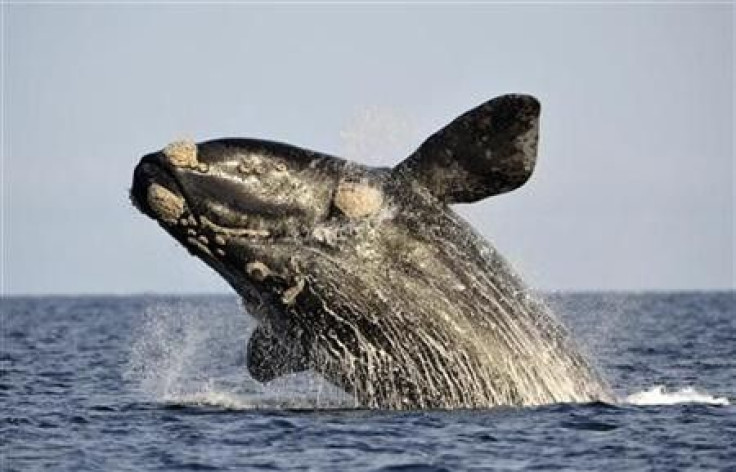 A southern right whale, known in Spanish as ballena franca austral, jumps off the water in the Atlantic Sea, offshore Golfo Nuevo, near Argentina&#039;s Patagonian village of Puerto Piramides, June 17, 2011.